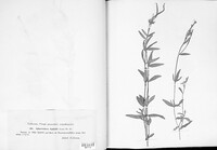 Podosphaera epilobii image